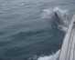 Dolphin playing around the bows. � Ben Norman.